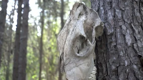 Skull of an animal hanging on a tree Stock Footage 159014650