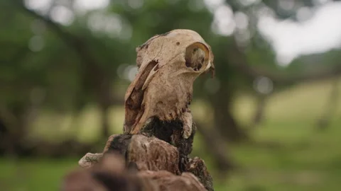 Skull of an animal lying in the mystical forest of Fanal Island Madeira Portugal Stock Footage 266791691