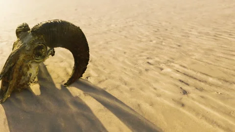 Skull of an animal resting on the sand in an open area during sunset Stock Footage 339865694