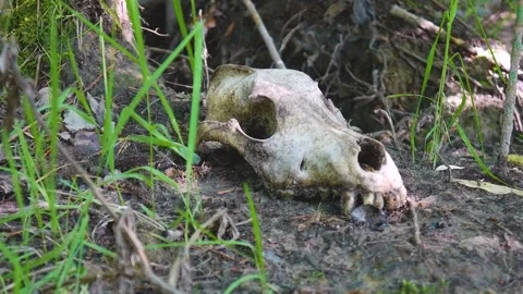 Skull, animal skeleton Stock Footage 160396397