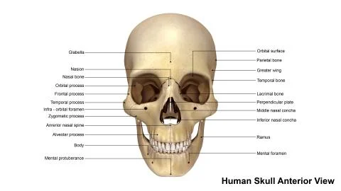 Skull Anterior view Stock Illustration
