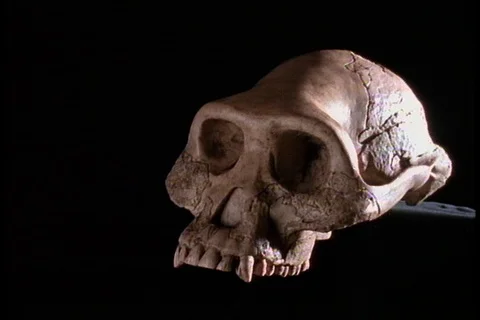 Skull of Australopithecus afarensis, or Lucy, against black background. Stock Footage 86752432