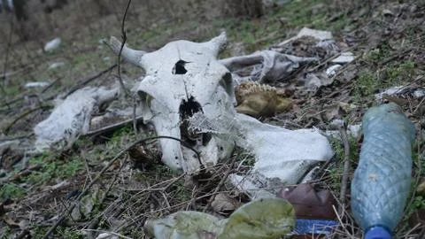 Skull on the background of trash Stock Photos
