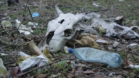 Skull on the background of trash Stock Photos