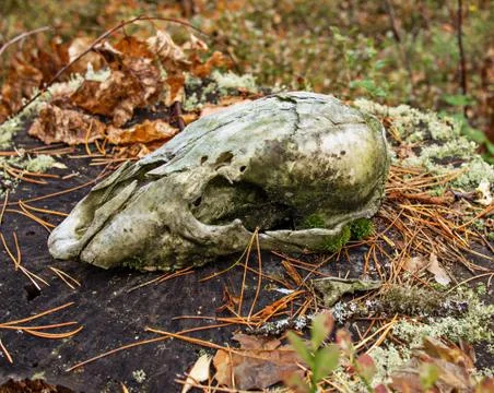 Skull beast of prey Stock Photos