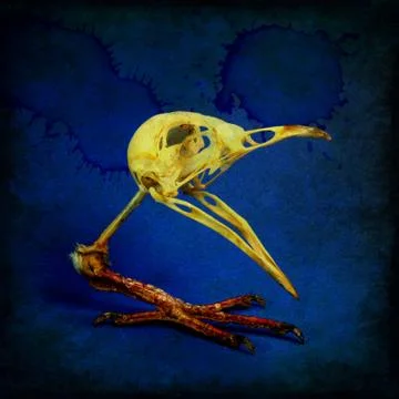 Skull of bird on single paw. Idea of genetic mutation. Stock Illustration