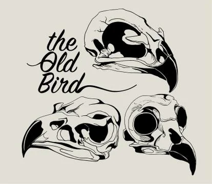 Skull Birds Vector Illustration Stock Illustration