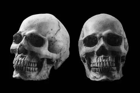 Skull with black and white image Stock Photos
