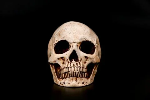Skull on a black background. Stock Photos