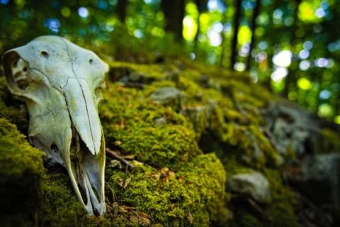 Skull in the black forest sun Foto stock