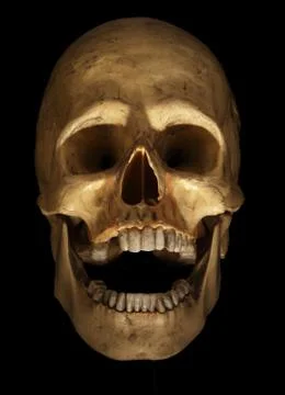 Skull on black Foto stock