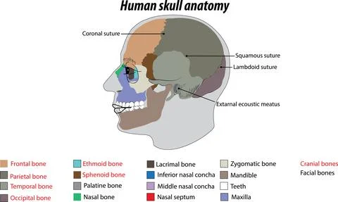 Skull bone anatomy cranial bones and facial bones colored labeled diagram Illustrazione stock