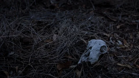 Skull bone in the dry grass Stock-Footage 94884321