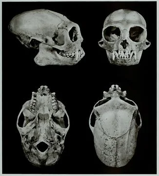 Skull bone Research Evolution Research piece Mona monkey Cercopithecus mona Foto stock
