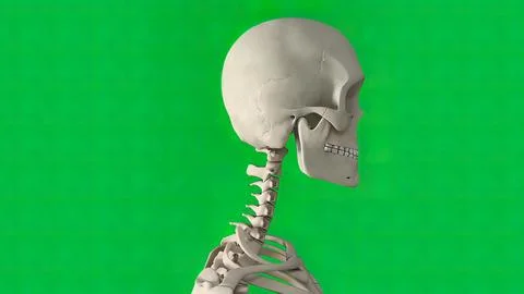 The skull is a bone structure that forms the head in vertebrates. Illustrazione stock