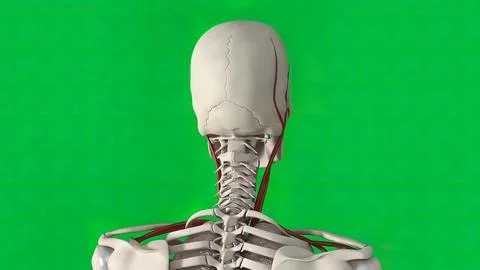 The skull is a bone structure that forms the head in vertebrates. Illustrazione stock