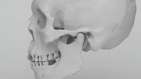 The skull is a bone structure that forms the head in vertebrates. It supports Stock Illustration