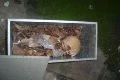 Skull, bones and voodoo in cemetery 7/12 동영상