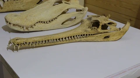 The skull bones of a crocodile and alligator dinosaurs 動画素材 81050059