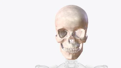 The skull is a bony structure that supports the face and forms a protective c Stock Illustration