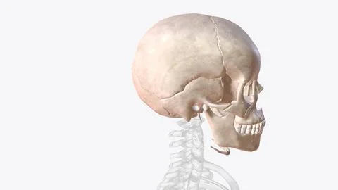 The skull is a bony structure that supports the face and forms a protective c Stock Illustration