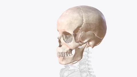 The skull is a bony structure that supports the face and forms a protective c Stock Illustration