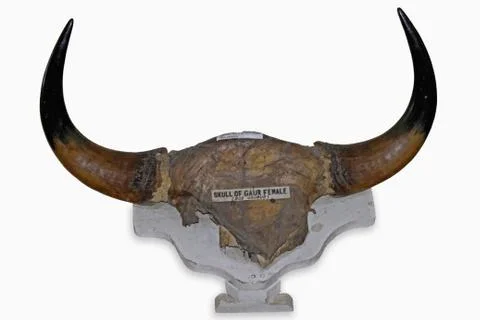 Skull of Bos gaurus Stock Photos