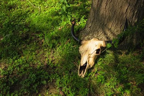 Skull at the bottom of a tree Stock Photos