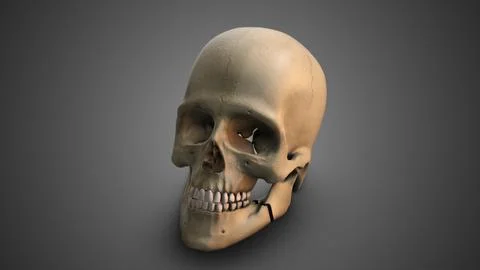A skull with Broken Jaw イラスト素材