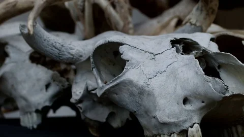 The skull of a buffalo, cow Stock Footage 70548545