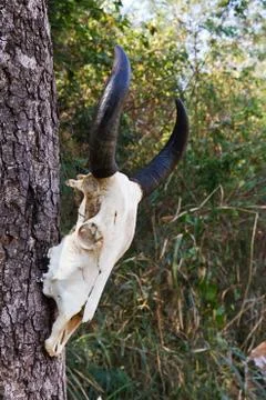 Skull buffalo Stock Photos