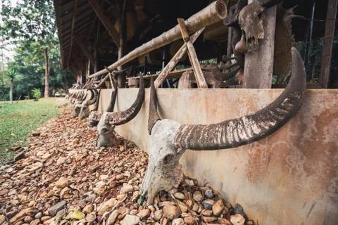 Skull of buffalo Stock Photos
