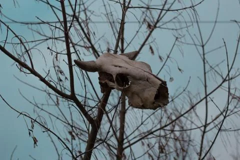 Skull of a bull hanging on a tree. Gray with rain. Against the sky Stock Photos
