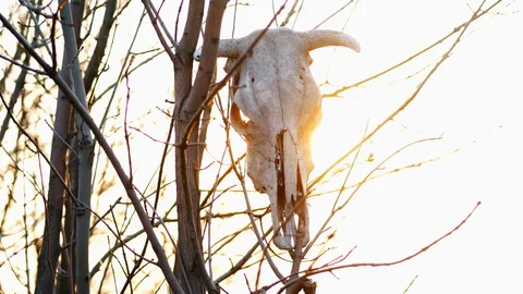 Skull of a bull on the tree on sunset Stock Footage 128203008