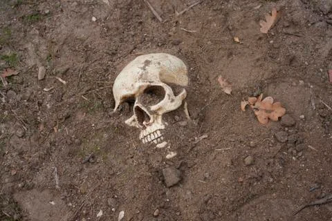 Skull calavera Foto stock