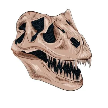 Skull of carnivorous dinosaur with sharp teeth on white backgrounnd Stock Illustration
