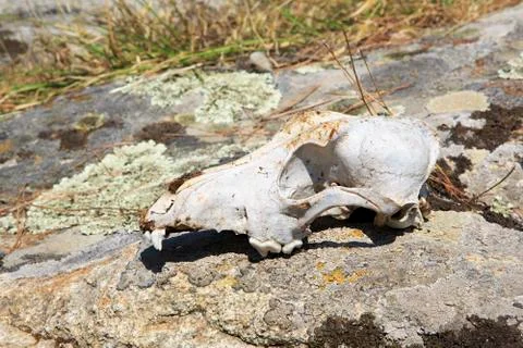 Skull cattle on the rock. Stock Photos