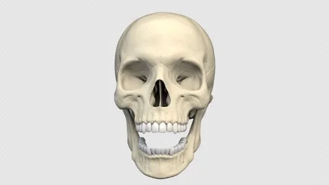 Skull chatters his teeth - 3d render looped with alpha channel. Stock Footage 258229087