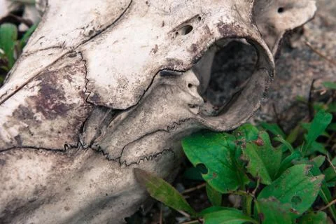 Skull close-up Stock Photos