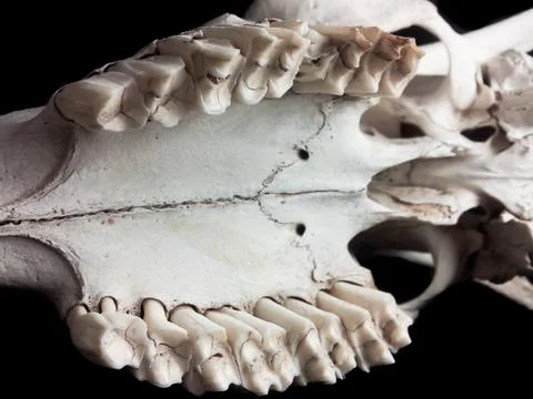 Skull closeup, teeth Foto stock