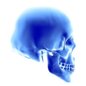 Skull, computer artwork Illustrazione stock