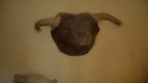 Skull of cow Stock Footage