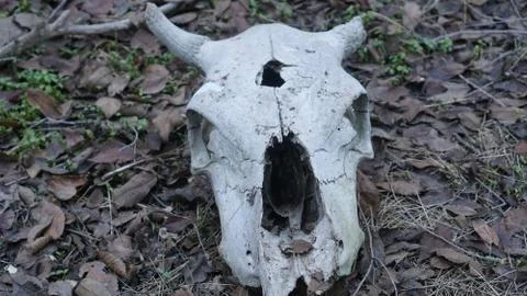 Skull of a cow in macro Stock Photos