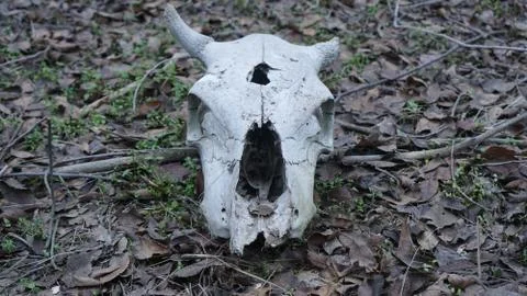 Skull of a cow in profile Stock Photos