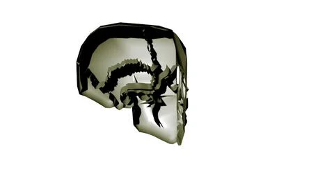Skull with craneal sutures 3D Model
