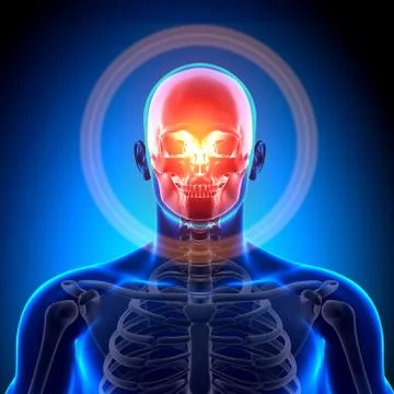 Skull / Cranium - Anatomy Bones Stock Illustration