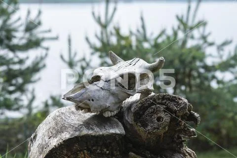 The skull of a dead animal lies on a decrepit fallen stump Stock Photos