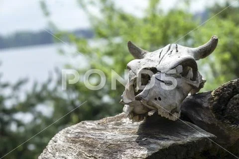 The skull of a dead animal lies on a decrepit fallen stump Stock Photos