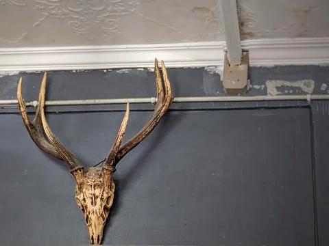 The skull of a deer's head is attached to the wall Stock Photos
