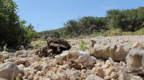 Skull In desert Video stock 33801850